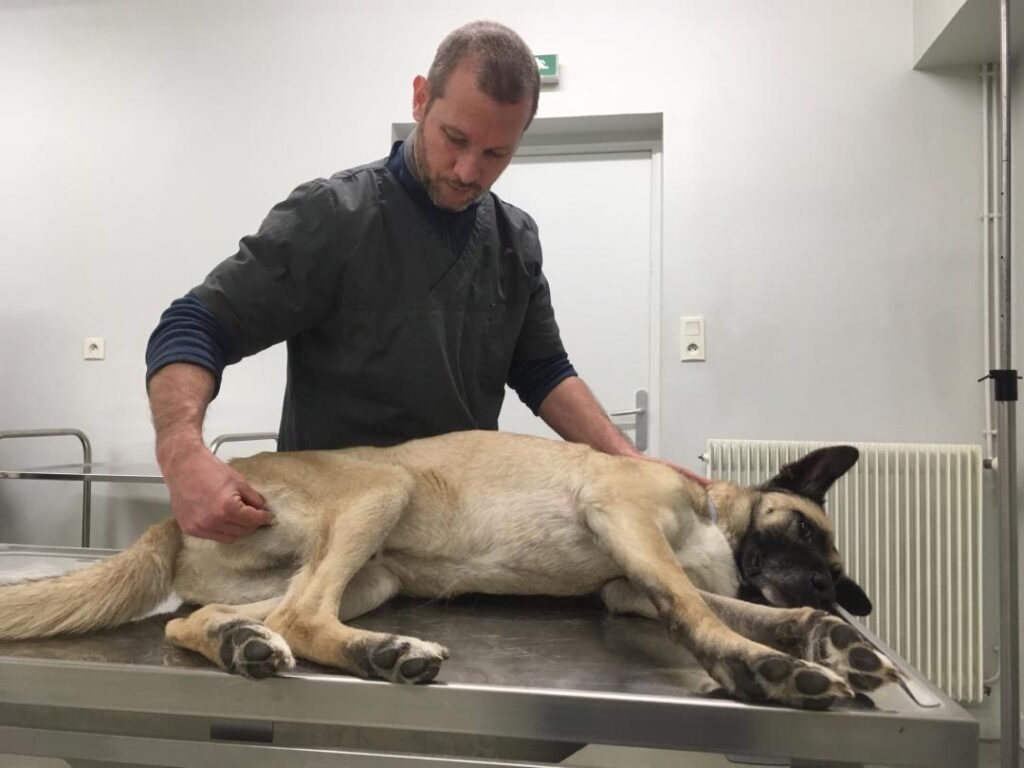 olivier_lapierre_accupuncture_osteopathie_vire_normandie_domicile_chien