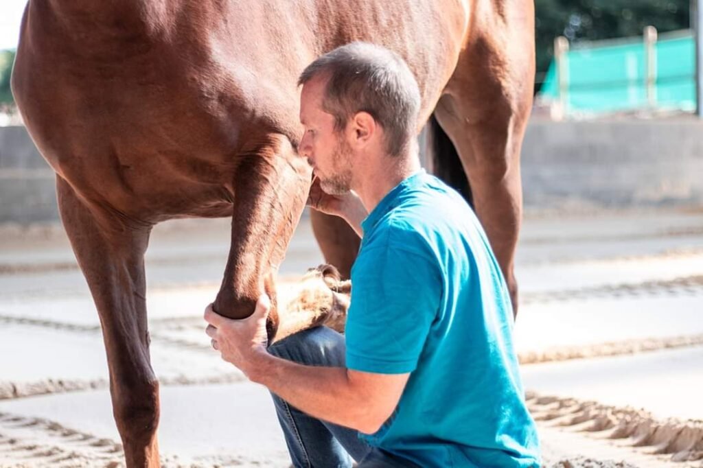 olivier_lapierre_accupuncture_osteopathie_vire_normandie_domicile_cheval