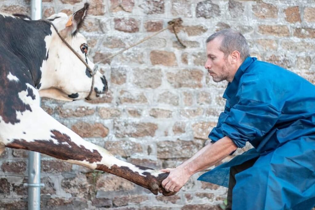 olivier_lapierre_accupuncture_osteopathie_vire_normandie_domicile_vache