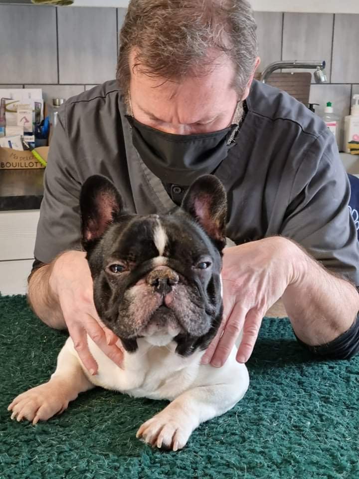 olivier_lapierre_accupuncture_osteopathie_vire_normandie_domicile_chien